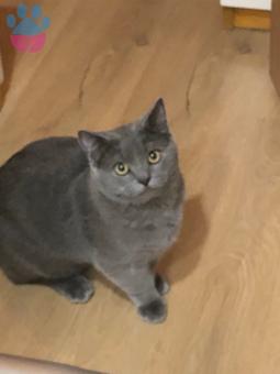 British Shorthair Cinsi Oğluma Eş Arıyorum