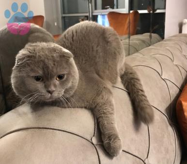 Scottish Fold Cinsi Oğluma Eş Arıyorum