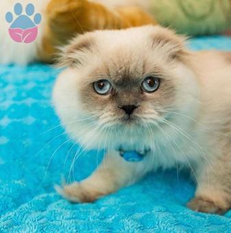 Scottish Fold Long Blue Point Oğlumuz İçin Dişi Arıyoruz