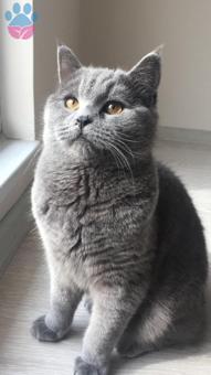 British Shorthair Cinsi Oğluma Gelin Arıyoruz