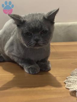 British Shorthair 11 Aylık Kedime Eş Arıyorum