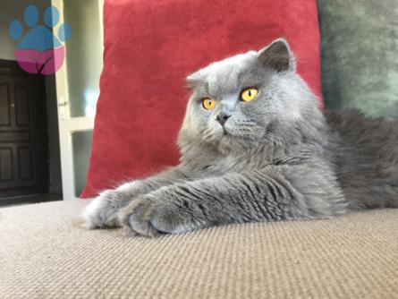 Scottish Fold Long Hair