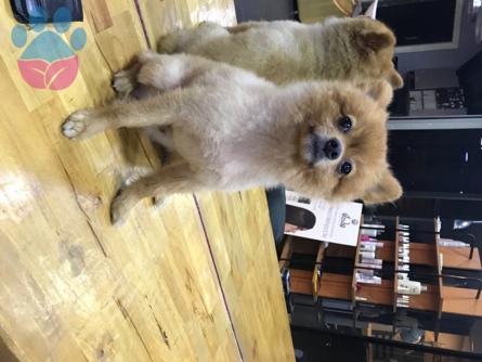 3 Yaşında Oğluma Eş Arıyorum ?