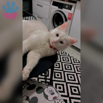 Ankara Kedisi 7 Aylık Kedime Eş Arıyorum