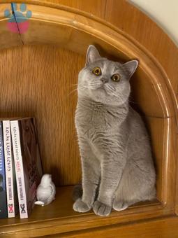 British Shorthair 1 Yaşındaki Oğluma Dişi Arıyoruz