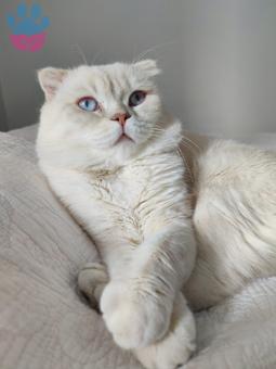 Scottish Fold Kedimize Dişi Eş Arıyoruz