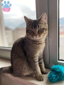 1 Yaşında British Shorthair Oğluma Eş Arıyorum