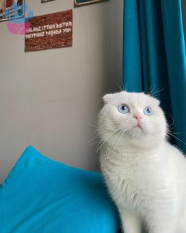 Scottish Fold Kedime Eş Arıyorum 18 Aylık