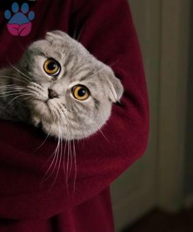 Scottish Fold Kedimize Eş Arıyorum 1 Yaşında