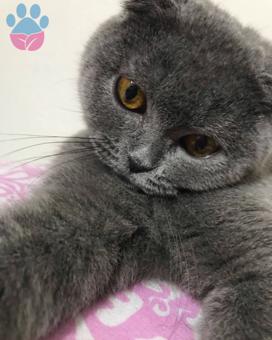 Denizli&#8217;de Scottish Fold Oğlum Dumana Eş Arıyoruz