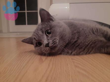 British Shorthair Mars Eş Arıyor