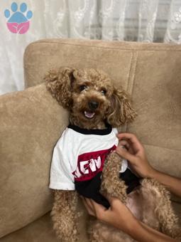 Toy Poodle Oğluma Eş Arıyoruz 4 Yaşında