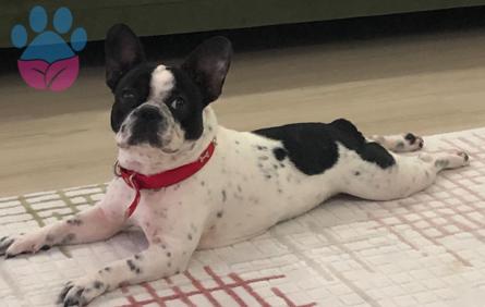 French Bulldog 2 Yaşında Oğluma Eş Arıyorum