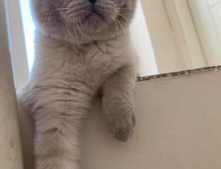 British Shorthair 10 Aylık Kedime Eş Arıyorum