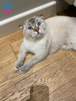 Scottish Fold 11 Aylık Kızım Kızgınlıkta