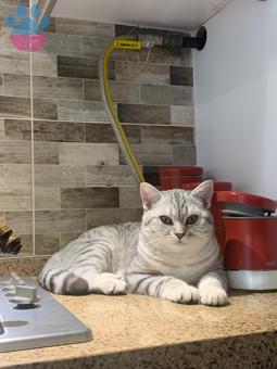 British Shorthair Oğlumuz Lokuma Eş Arıyoruz