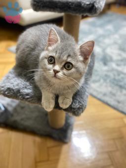 British Shorthair Kızıma Eş Arıyorum