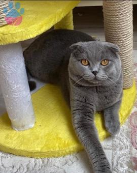 1 Yaşında Scottish Fold Oğluma Eş Arıyorum