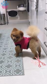 Pomeranian Boo Oğlum Leo  Eşini Arıyor