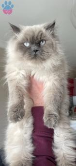 British Longhair 1.5 Yaşında Kedime Eş Arıyorum