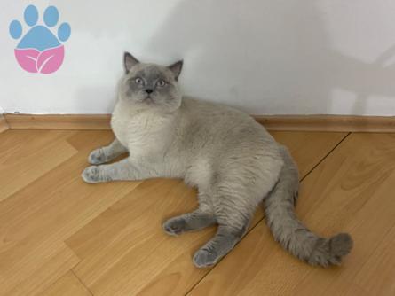 British Shorthair 1 Yaşında Kedime Eş Arıyoruz