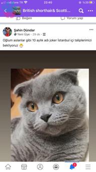 Avrupa Yakası Dişi British Shorthair Taliplerimizi Arıyoruz