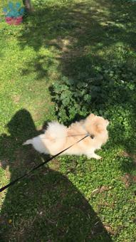 İzmir&#8217;de Pomeranian Köpeğime Eş Arıyorum
