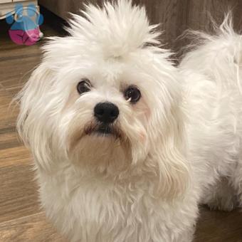 Maltese Terrier Oğlumuza Eş Arıyoruz