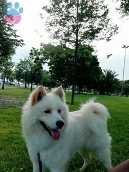 Samoyed Cinsi Ares Oğlumuza Eş Arıyoruz