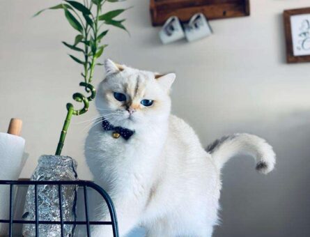 British Shorthair Oğluma Dişi Arıyorum