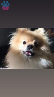 Pomeranian Boo Oğluma Eş Arıyorum