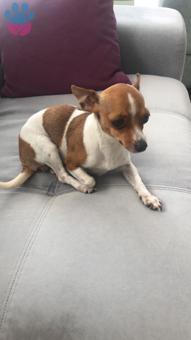Chihuahua Cinsi Kızımıza Eş Arıyoruz