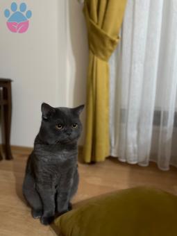 British Shorthair Oğlumuza Eş Arıyoruz