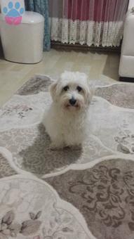 Maltese Terrier Cinsi Pamuğumuza Eş Arıyoruz