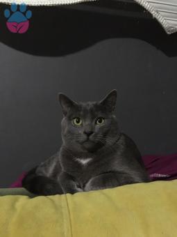 Russian Blue Yakışıklı Paşama Prenses Bakıyorum