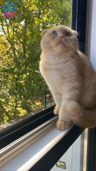 Scottish Fold Erkek Kedime Eş Arıyorum