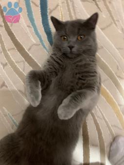 British shorthair Oğluma Dişi Arıyorum