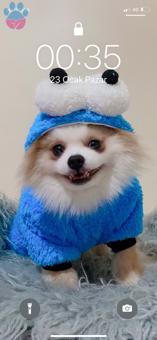 Pomeranian Boo Oğluma Eş Arıyorum