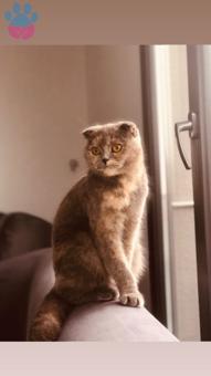 Scottish Fold Kedime Eş Arıyorum 1 Yaşında