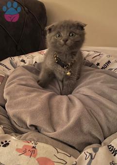 Scottish Fold Kedime Eş Arıyorum