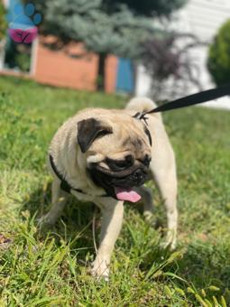 Pug 1 Yaşında Köpeğime Eş Arıyorum