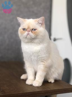 Exotic Shorthair Yakışıklı Oğluma Eş Arıyorum