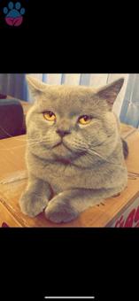 British Shorthair Oğlumuz Punch’a Eş Arıyoruz