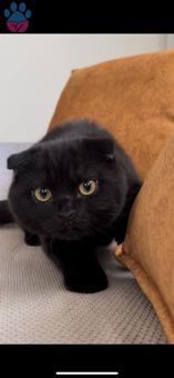 Scottish Fold Nairo&#8217;ya British Hanımları Bekliyoruz