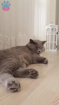 British Shorthair ? Erkek 5 Aylık