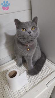 British Shorthair Aşıları Tam Kızgınlıkta