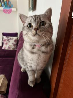 British Shorthair Kedime Eş Arıyorum Kızgınlıkta