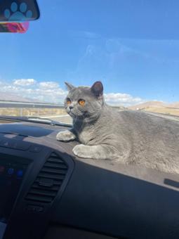 British Shorthair Çaki Hanım 11 Aylık Eş Arıyor