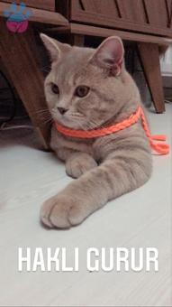 British Shorthair Lilac Oğluma Eş Arıyorum