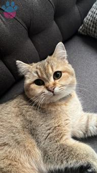 British Shorthair 10 Aylık Oğluma Eş Arıyorum